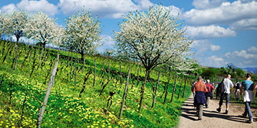 weinlagenwanderung